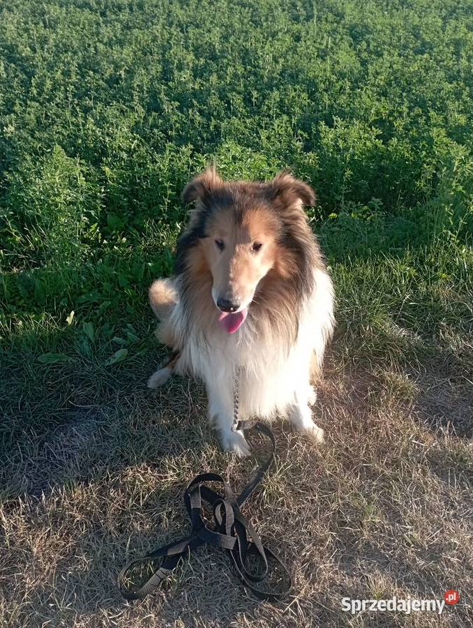 Pies Owczarek Szkocki Collie Koźmin Wielkopolski