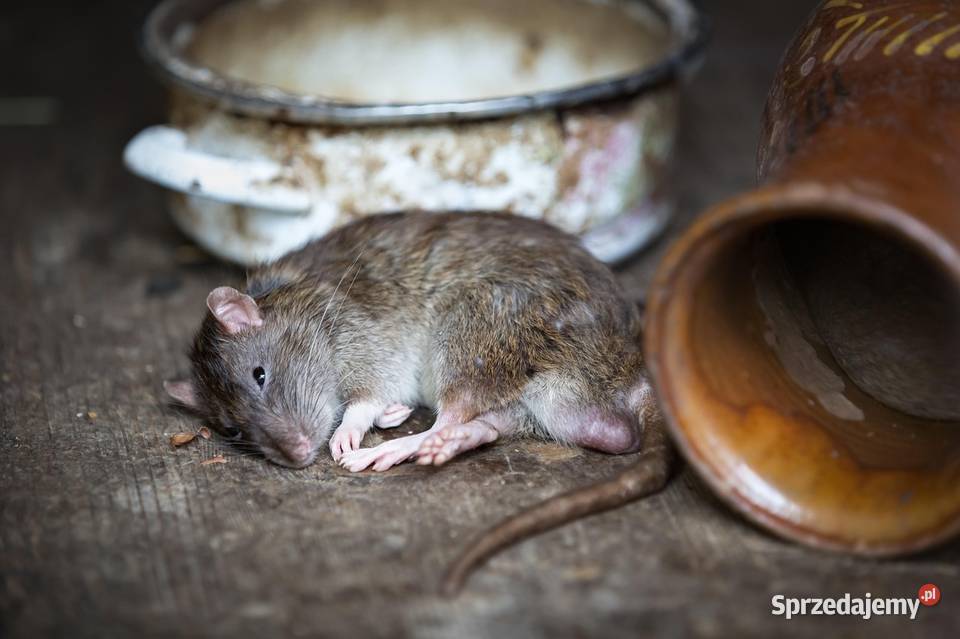 Szczury odławianie odłowienie szczurów Wrocław