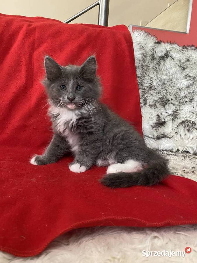 Kocięta Norweskie Leśne Warszawa sprzedam