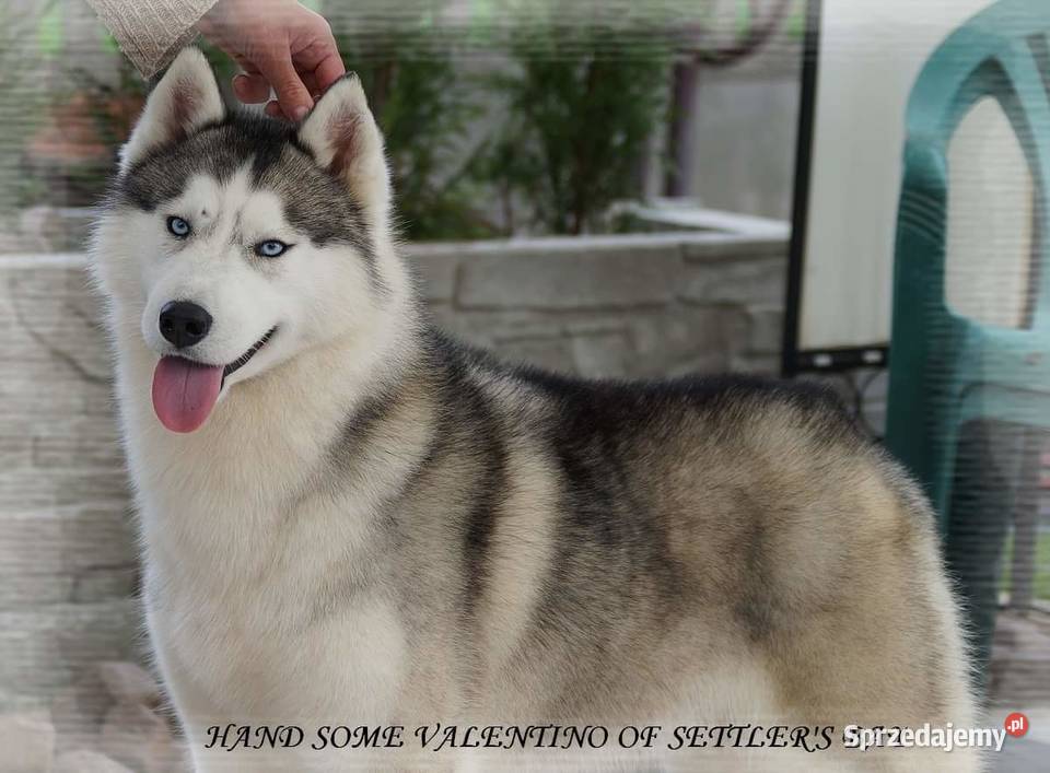 Syberian Husky ZkwP FCI Świętochłowice