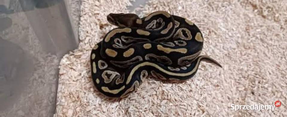 Pyton królewski fire majowe het ghost śląskie Częstochowa