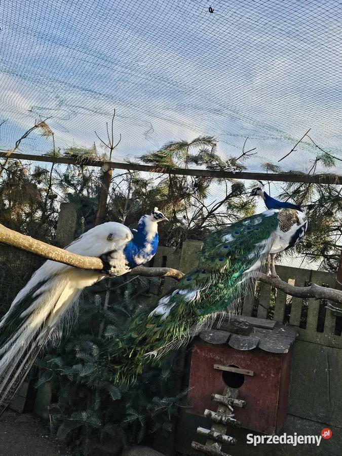 Zmienia wolierke papugi wielkopolskie Leszno