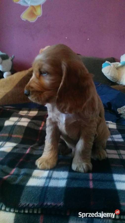Cocer Spaniel biszkoptowe szczenięta z metryką Mielec sprzedam