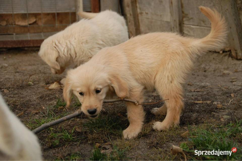 Golden Retriever sprzedam