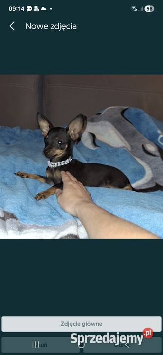 Sunia lola pinczer miniaturowy Jasło sprzedam