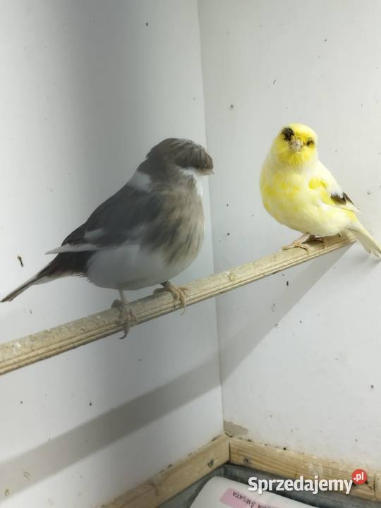 Kanarki Gloster 24 25 r Pary Ptaki Gostyń
