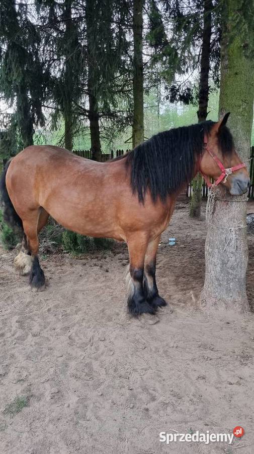 Sprzeda klacz zimnokrwiste Lipsko sprzedam