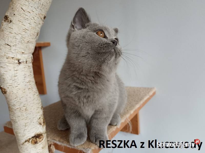 Piękne kocięta brytyjskie kotki do hodowli Kraków
