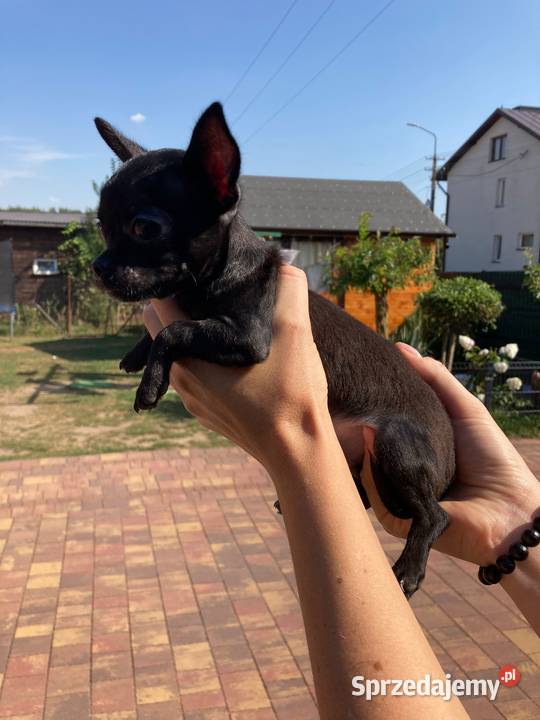 Chihuahua pieseksuczka