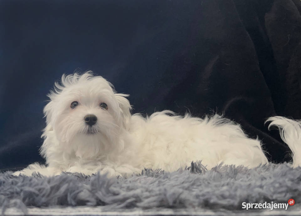 Maltańczyk dostępny piesek Łódź