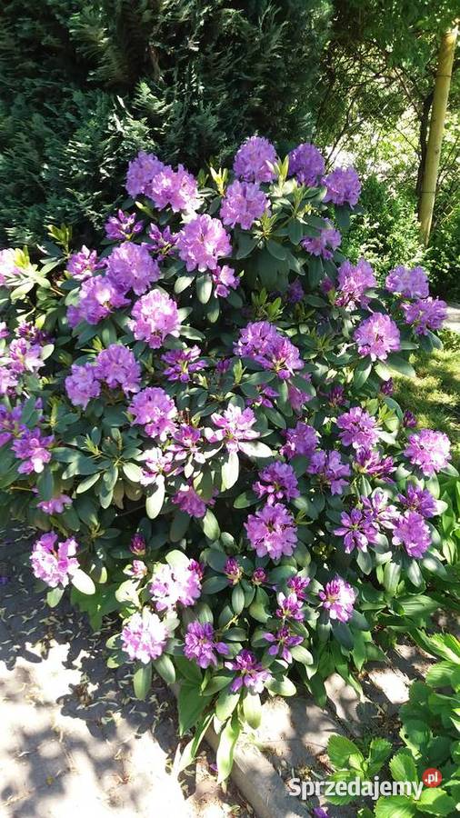 Ogródek działkowy Chorzów śląskie