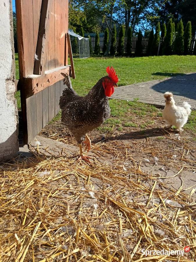Sprzedam młode koguty Nowe Miasto Lubawskie