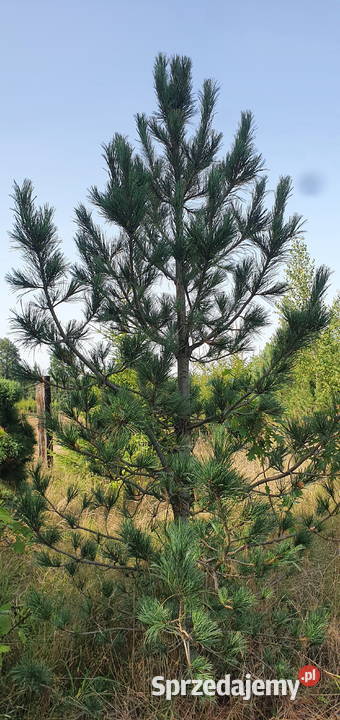 Limba Sosna górska Duże drzewa iglaste Szkółka Wisznice
