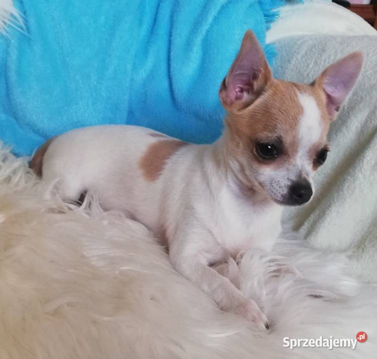 Chihuahua, dziewczynka, komplet szczepień