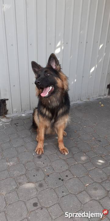 Suczka owczarka niemieckiego 11 miesięcy