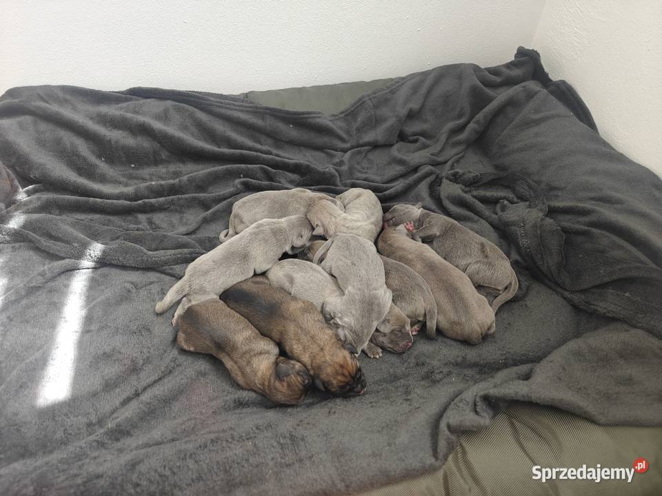 Szczeniaki Cane Corso Wiskitki