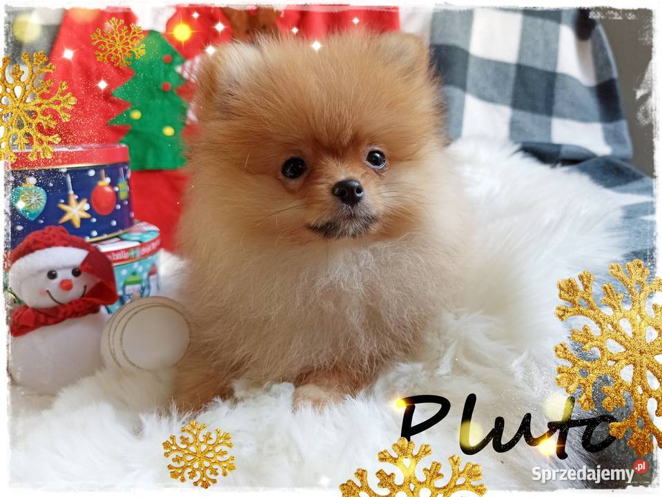 Z Bajki Mały puszysty PLUTO Do Odbioru dolnośląskie Wrocław