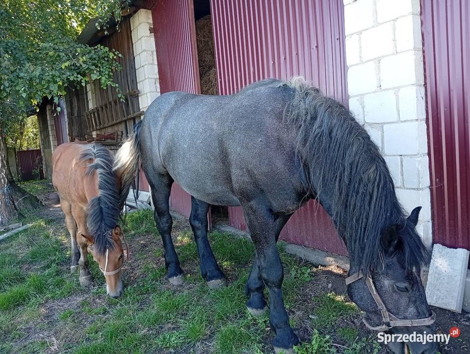 Zaprzęgana siwa klacz
