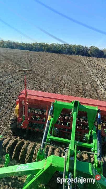 Siewnik poznaniak Rozdrażew