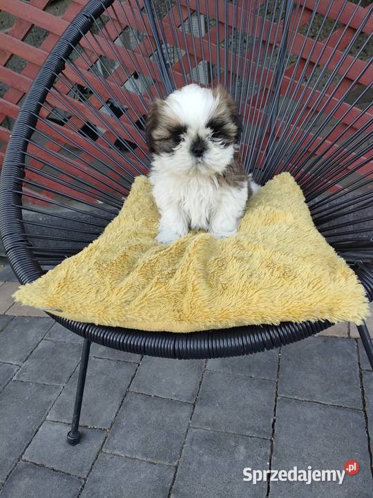 Shih Tzu Łączki Kucharskie