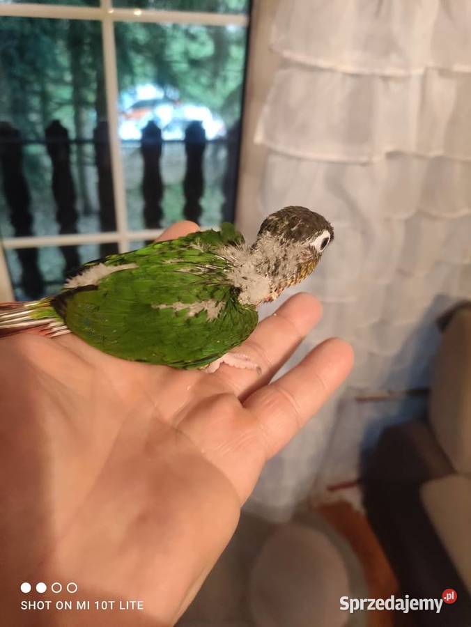 Rudosterki ręcznie karmione sprzedam Ptaki Zgierz sprzedam