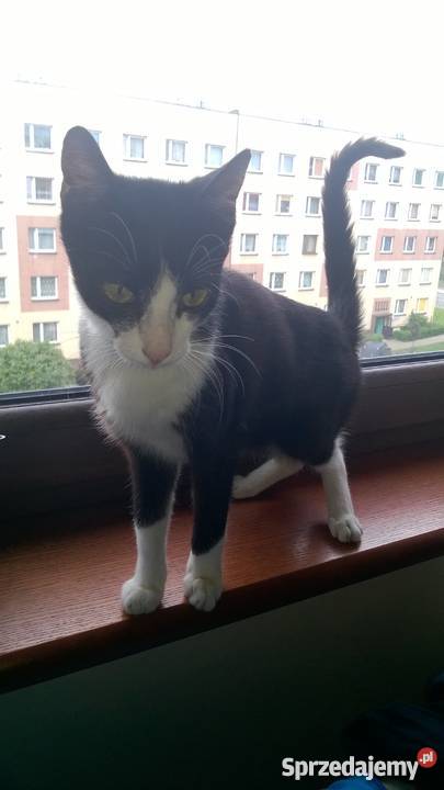 Kocurek czarnobiały Sosnowiec śląskie Sosnowiec