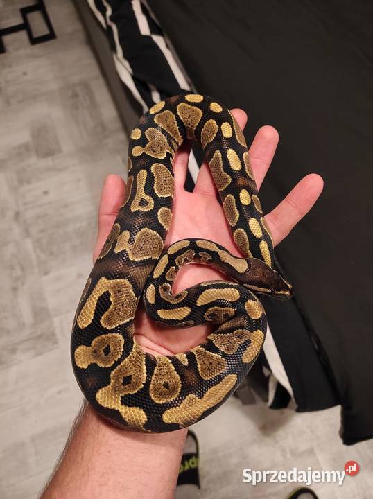 Python królewski z terarium Miasteczko Śląskie