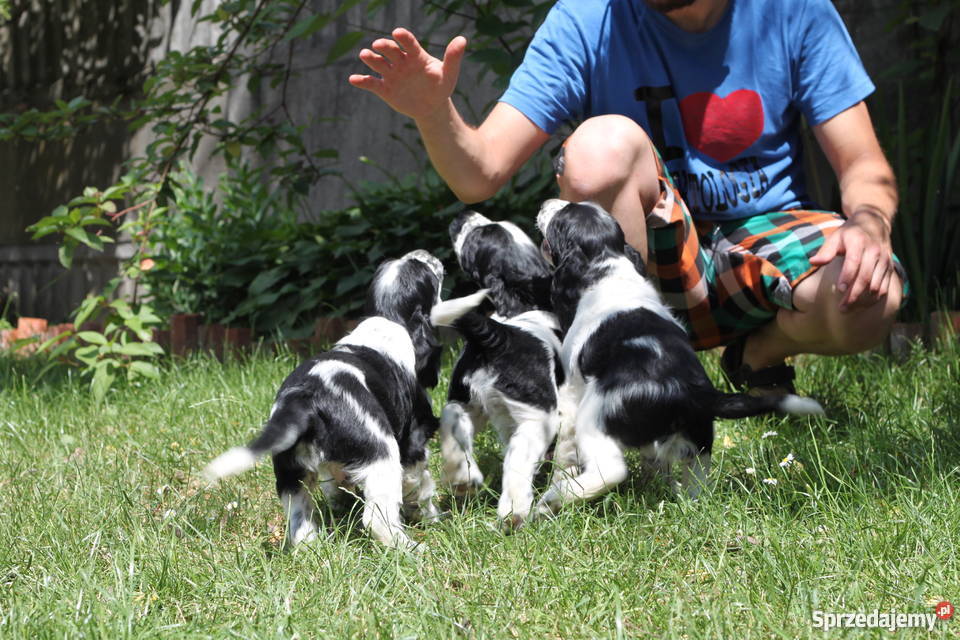 Springer Spaniel Angielski szczeniaki DO ODBIORU Psy dolnośląskie Wrocław sprzedam