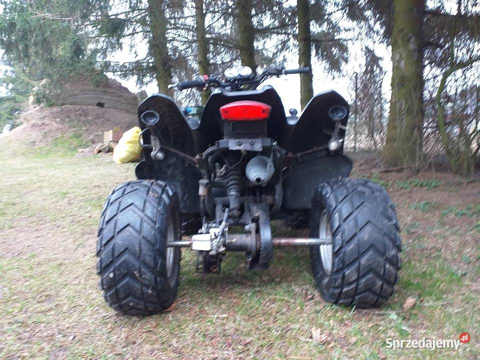 AMS Desert Cat QUAD automatyczna Krzywa