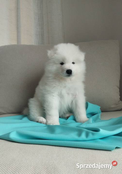 Samoyed rezerwacja szczeniąt ZKwP FCI Zmiana Pozostałe Cieszków sprzedam
