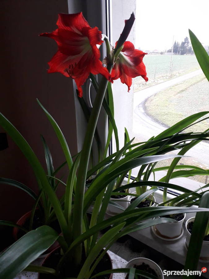 Kwiat doniczkowy amarylis hipeastrum Skoczów