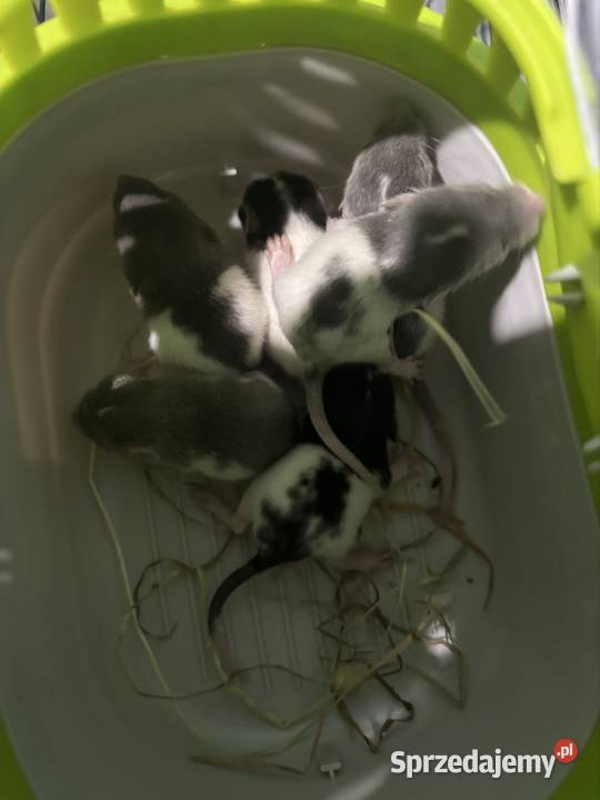 szczurki dumbo Legnica