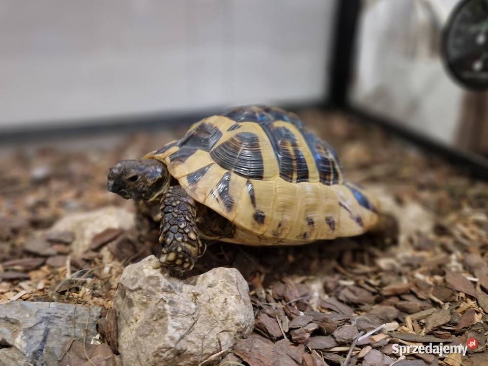 Żółw terrarium grecki testudo hermanni Rydułtowy