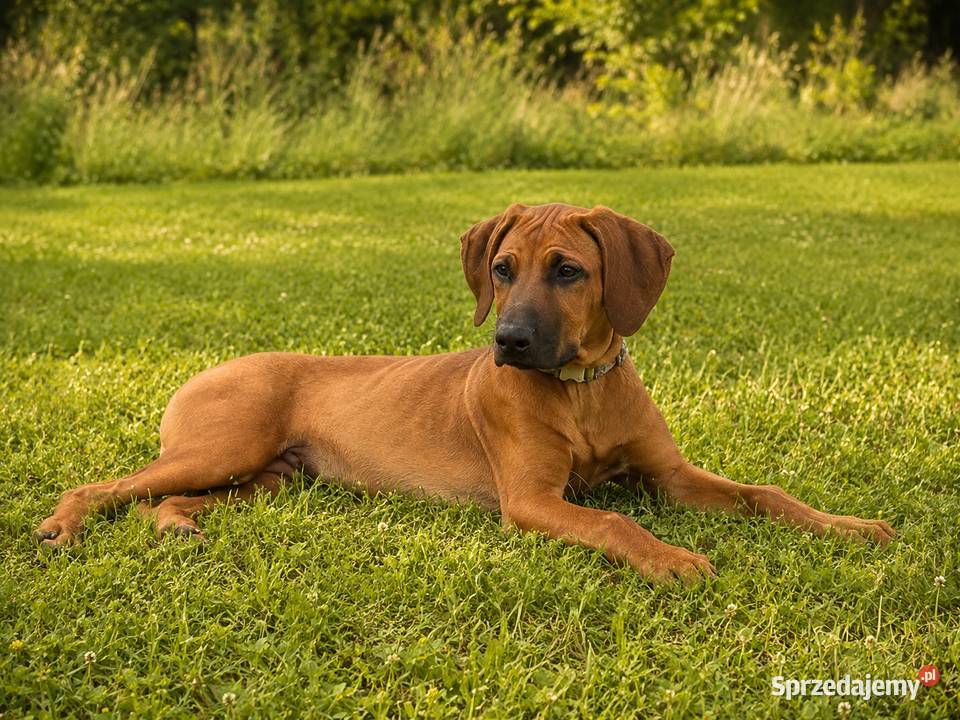 Szczenięta rhodesian ridgeback rodowodowe ZKwP podkarpackie Rzeszów