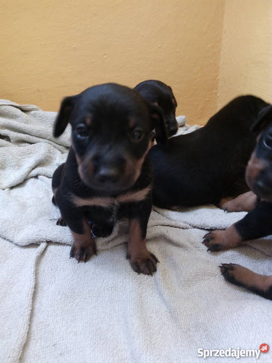 Pinczer miniaturowy szczeniaki Dębica