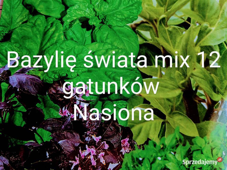 Bazylia 12 gatunków z całego świata nasiona