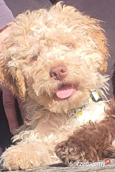 Lagotto Romagnolo Lipno