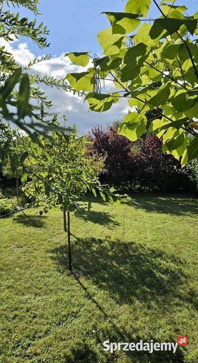 Działka rekreacyjna ROD Chełmno 480m2 Sprzedaż sprzedam