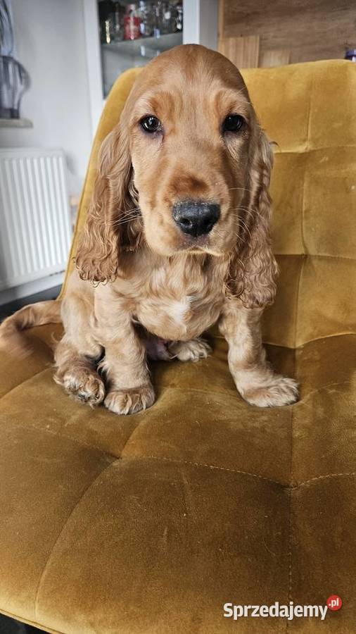 Cocker spaniel piesek Busko-Zdrój