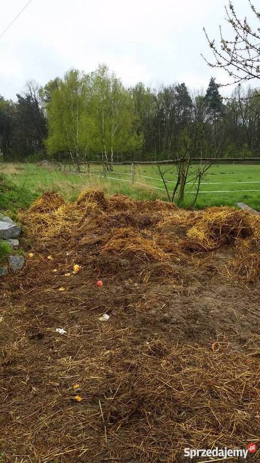 Obornik koński Twardogóra