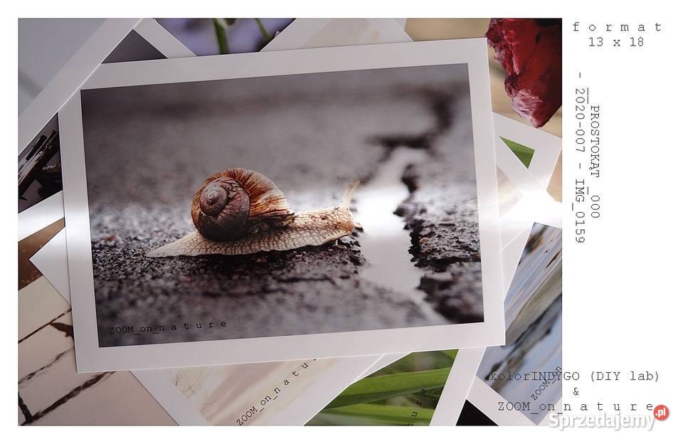 ZDJĘCIA przyrodnicze czI Pozostałe Witnica