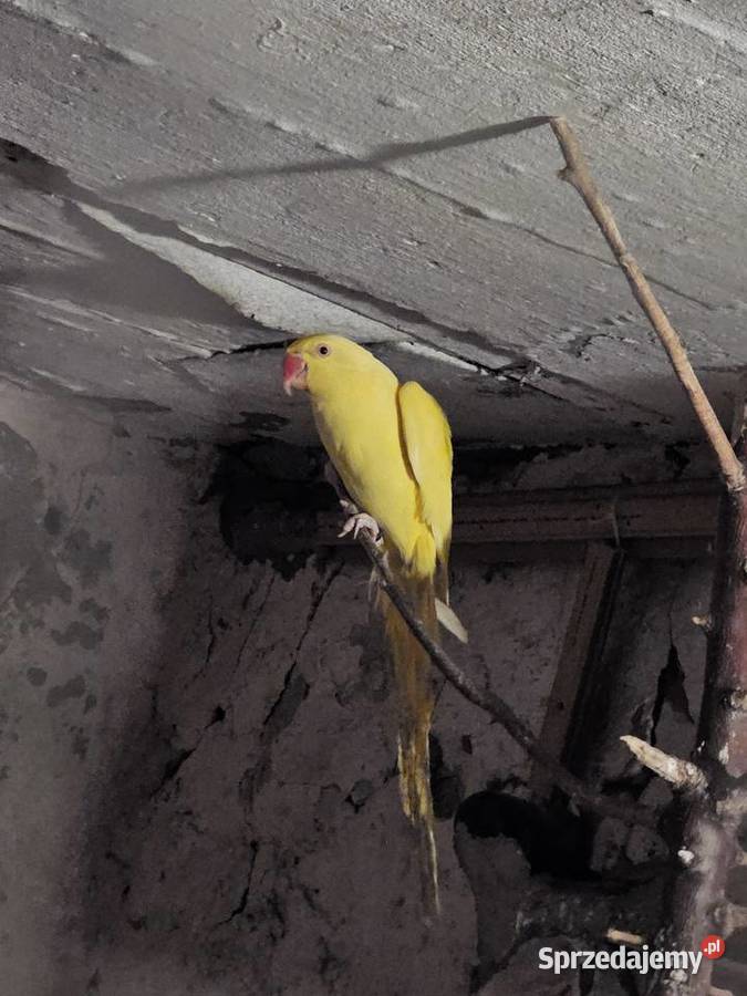 Sprzedam ptaki