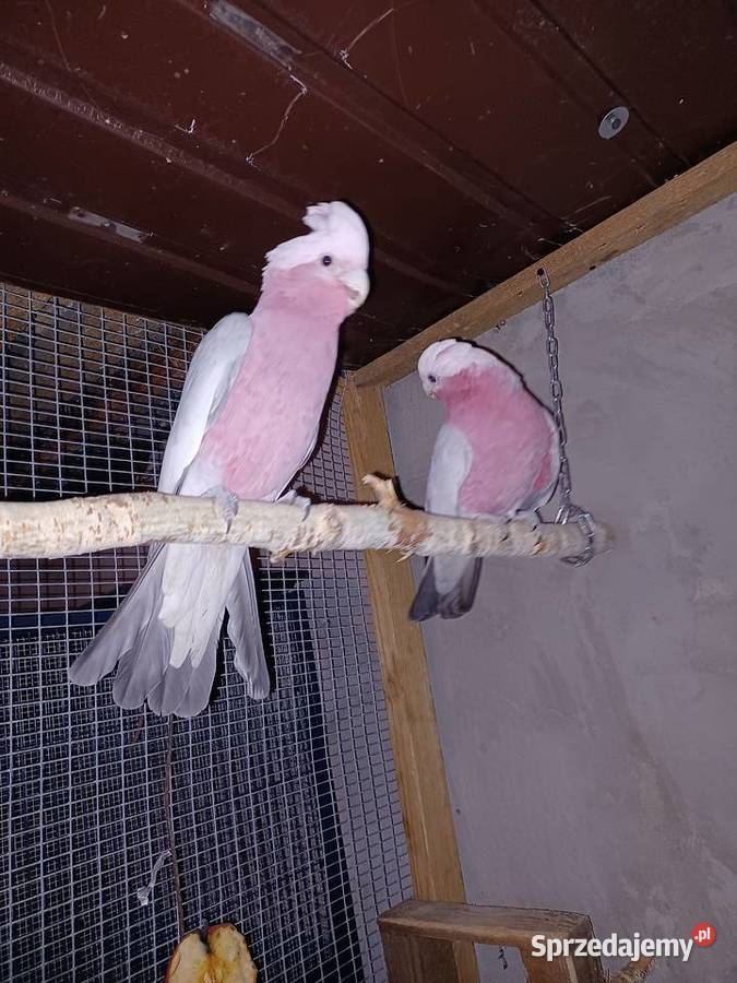 Sprzedam kakadu Pęckowo