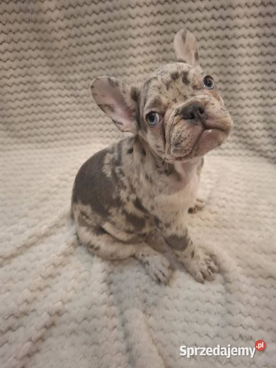 Buldog francuski lilac blue merle sunia Buldog Zwierzęta Wronki