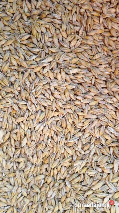 Sprzedam jęczmień Mierzęcice