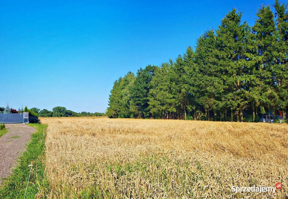 Ustawna działka budowlana 15ar Zemborzyce Dolne sprzedam