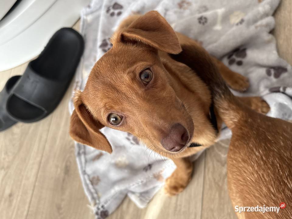 Szczeniaczek do oddania wielkopolskie Poznań