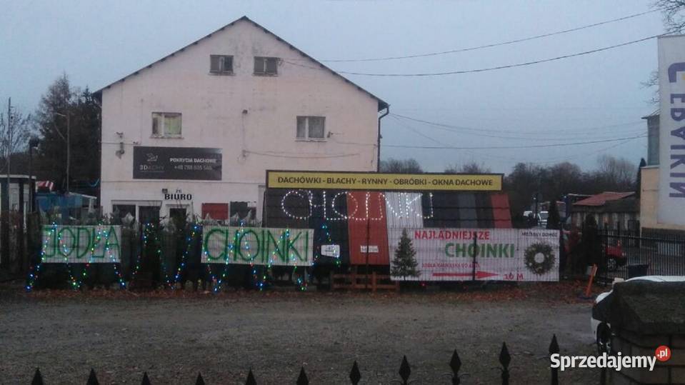 Choinka żywa choinki Jodła Kaukaska Wrocław