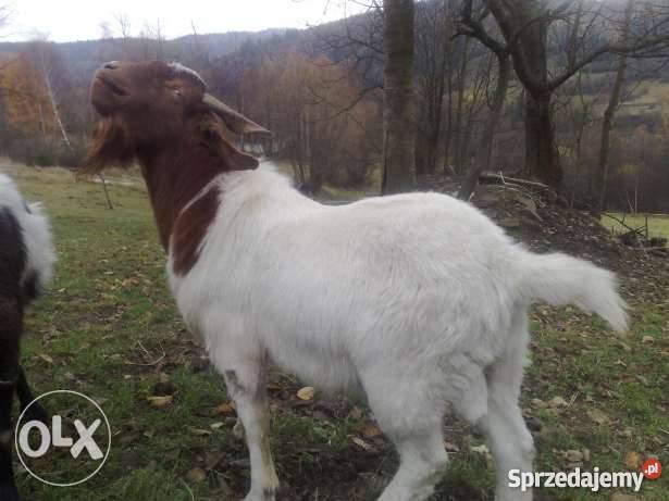 Cap kozioł Burski Sól