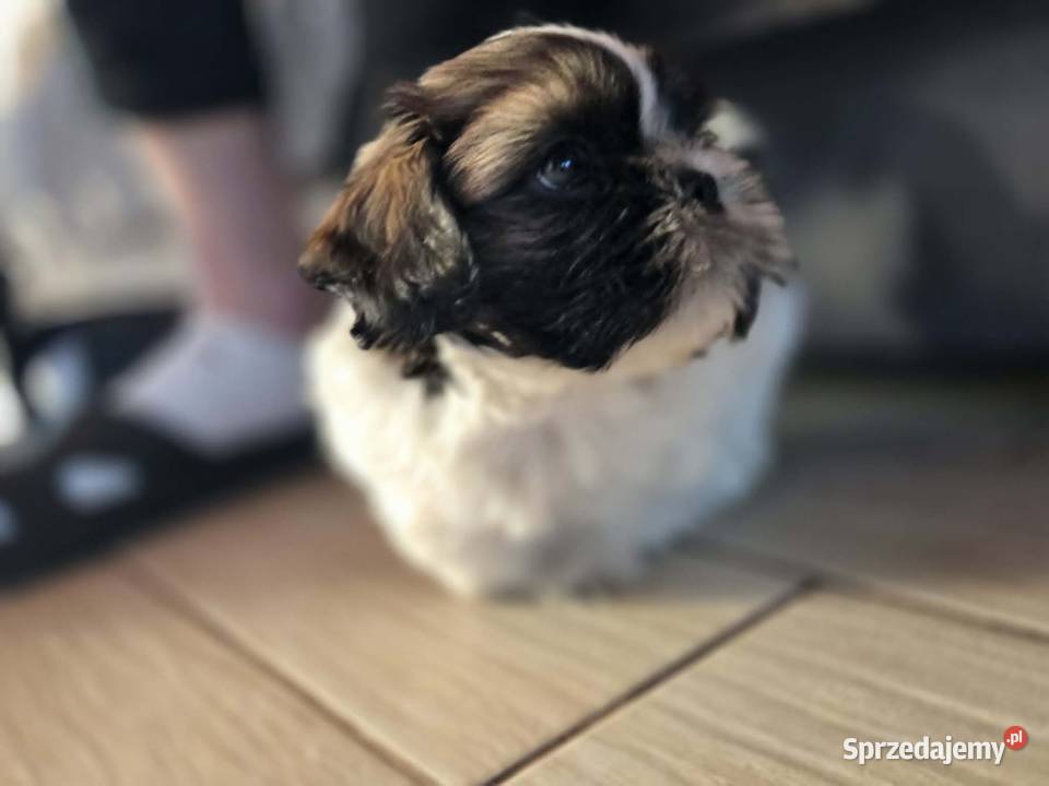 Sprzedam psa Shih tzu